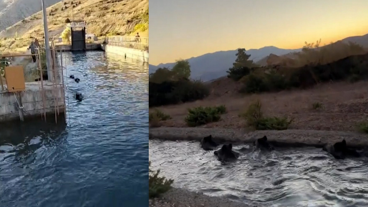 Erzincan’da domuz sürüsü sulama kanalına girdi