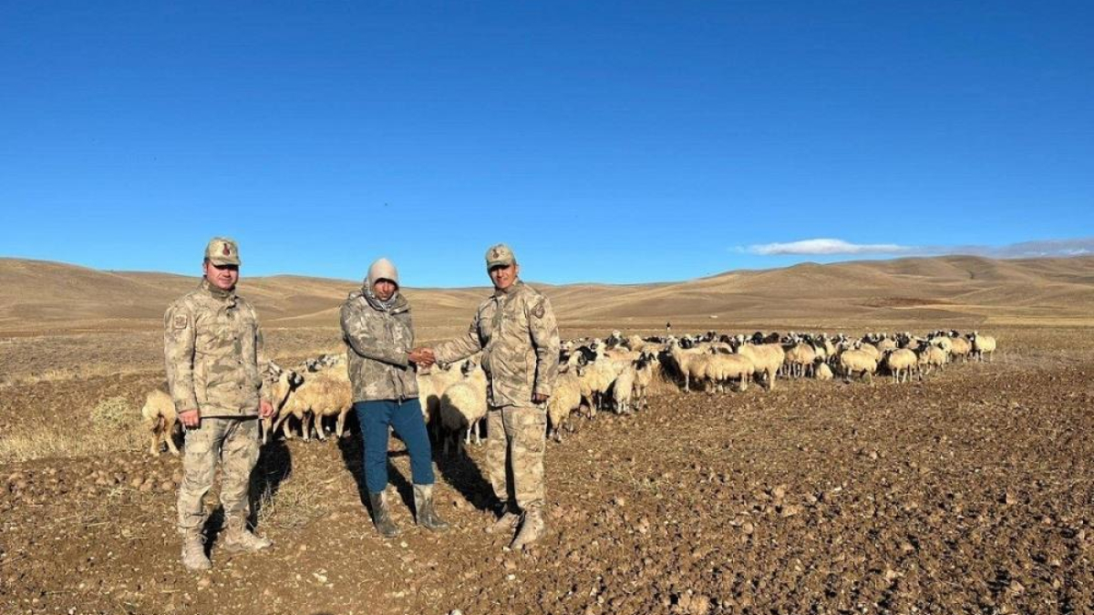 Erzincan’da kaybolan 330 koyun, jandarma tarafından bulundu