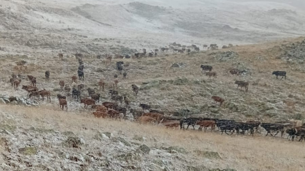 Erzurum’un yüksek kesimlerinde kar yağışı etkili oldu