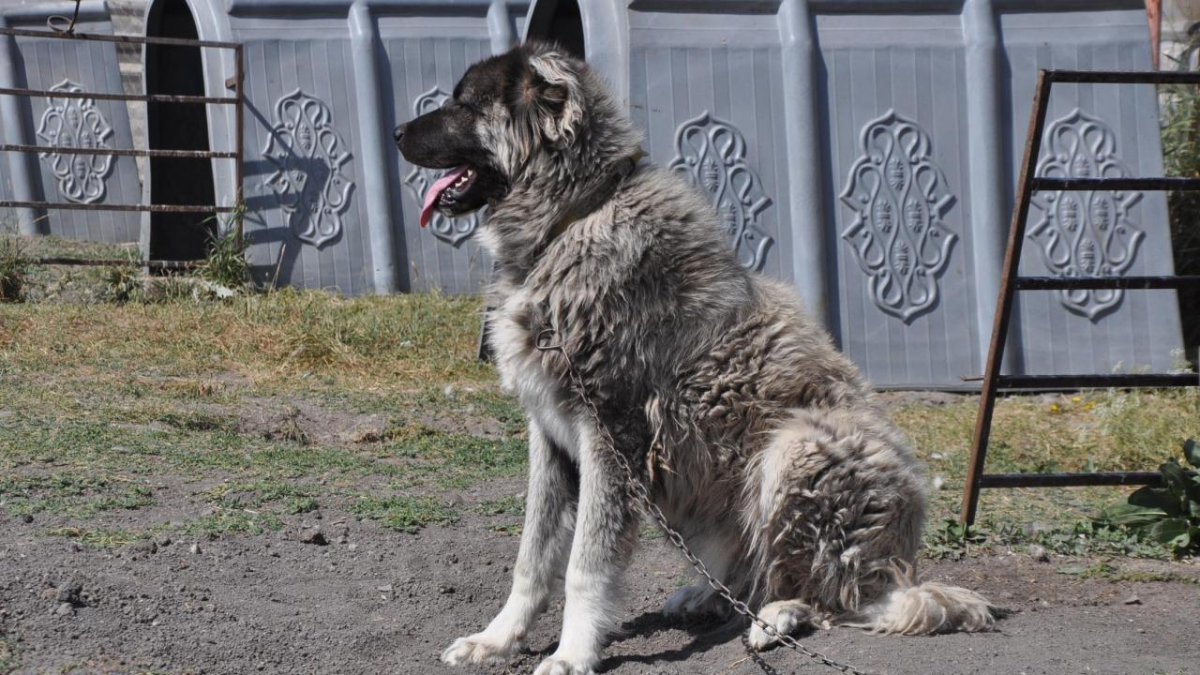 Kayseri’de 60 yaşındaki kadına sahipli çoban köpeği saldırdı