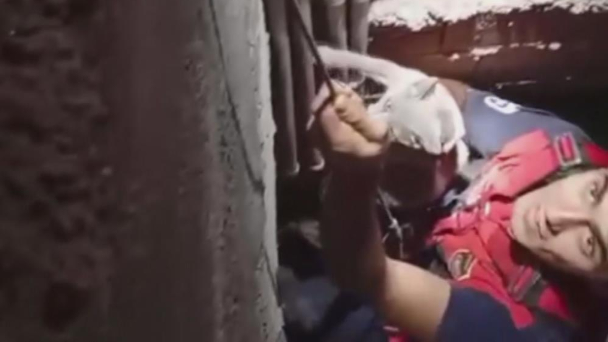 Hatay’da 7 metrelik boşluğa düşen kedi kurtarıldı