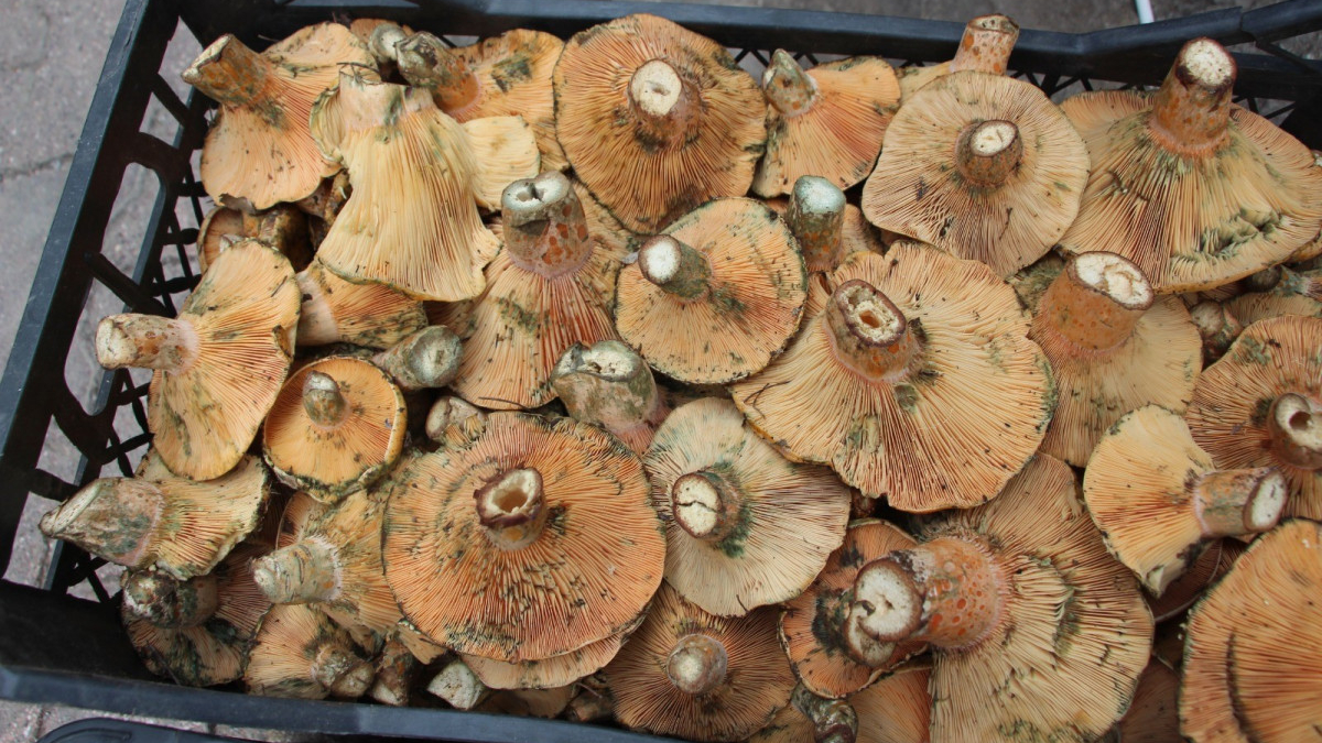 Antalya’da ormanda kendiliğinden yetişen mantar kilogramı 350 TL’den satılıyor