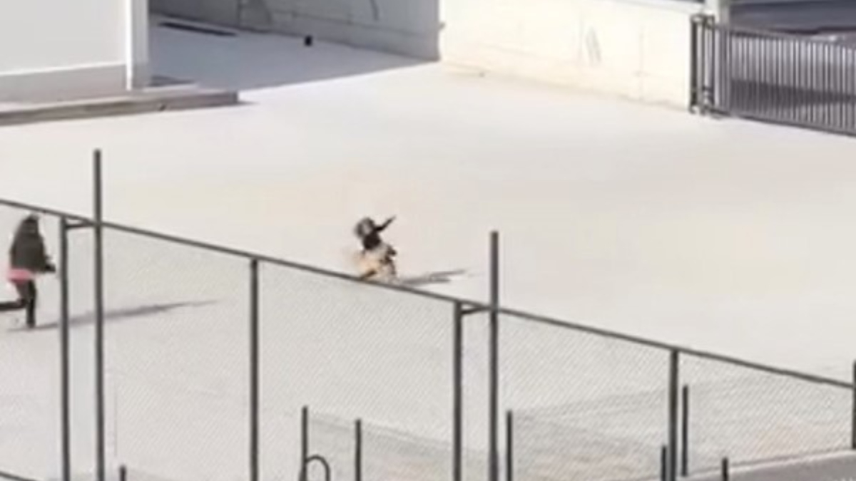 Çorum’da okul bahçesine giren köpek paniğe neden oldu: Öğrenciler kaçmaya çalıştı