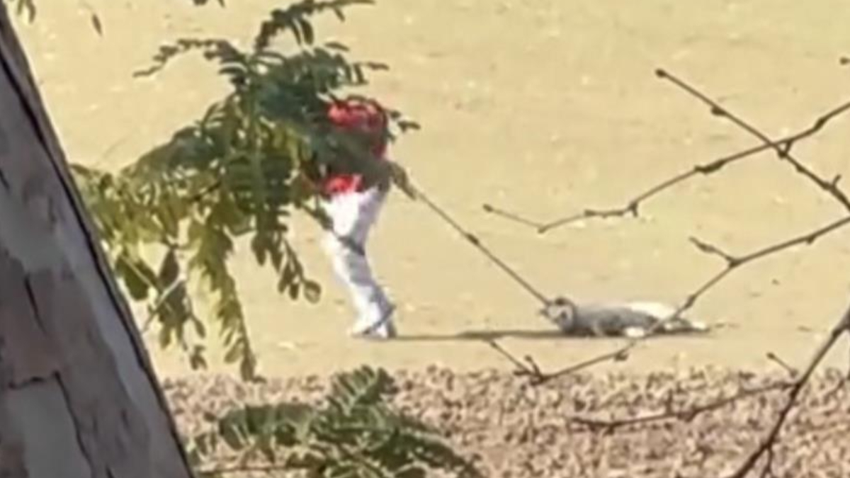 Edirne’de belediyenin köpek toplama görüntüleri tepki çekti