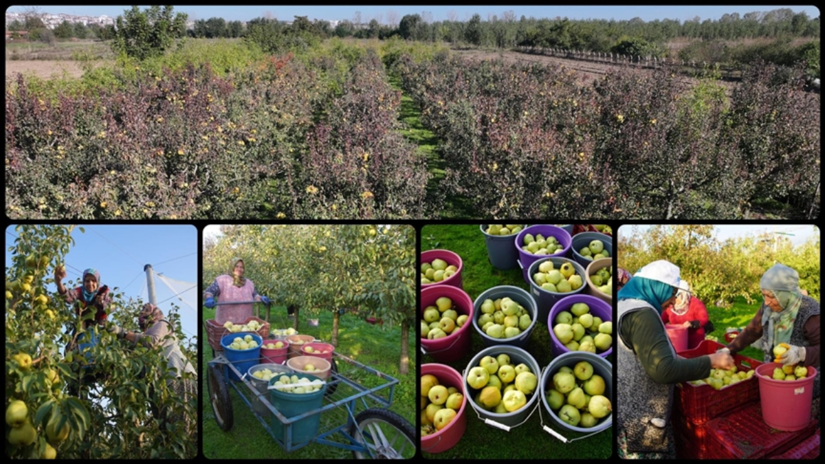 Edirne’de meyve bahçeleri devlet desteğiyle yaygınlaştı