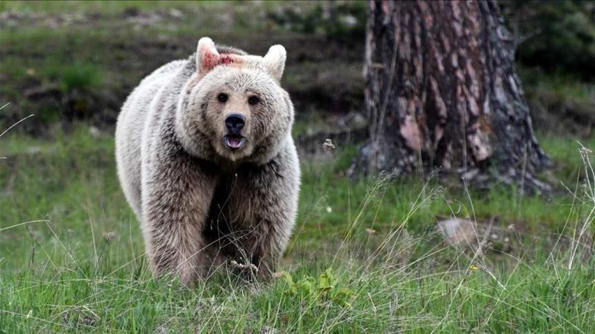 Japonya’da ayı kabusu: Emekli polis ve askerler göreve çağrıldı