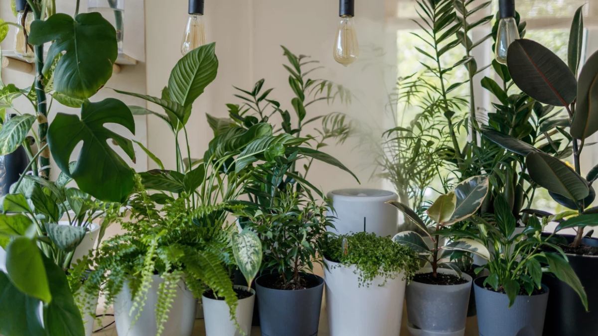 Küf oluşumunu engelliyor: Evde hava temizleyen 7 bitki