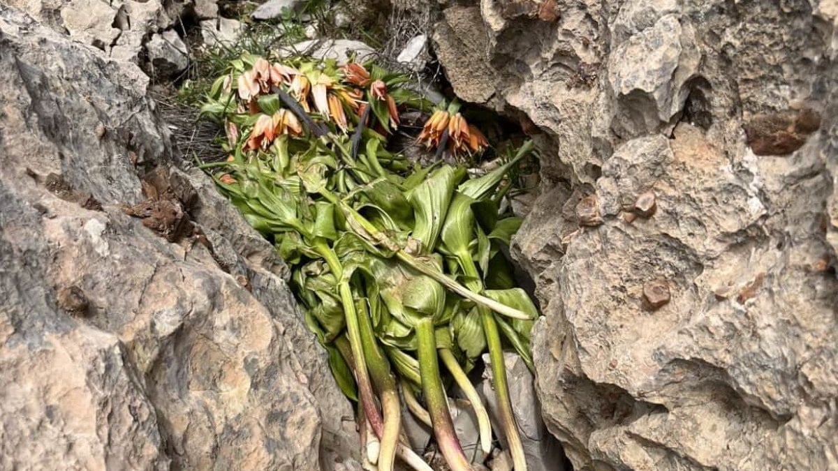 Adıyaman’da 700 bin TL cezası bulunan ters laleleri kopardılar