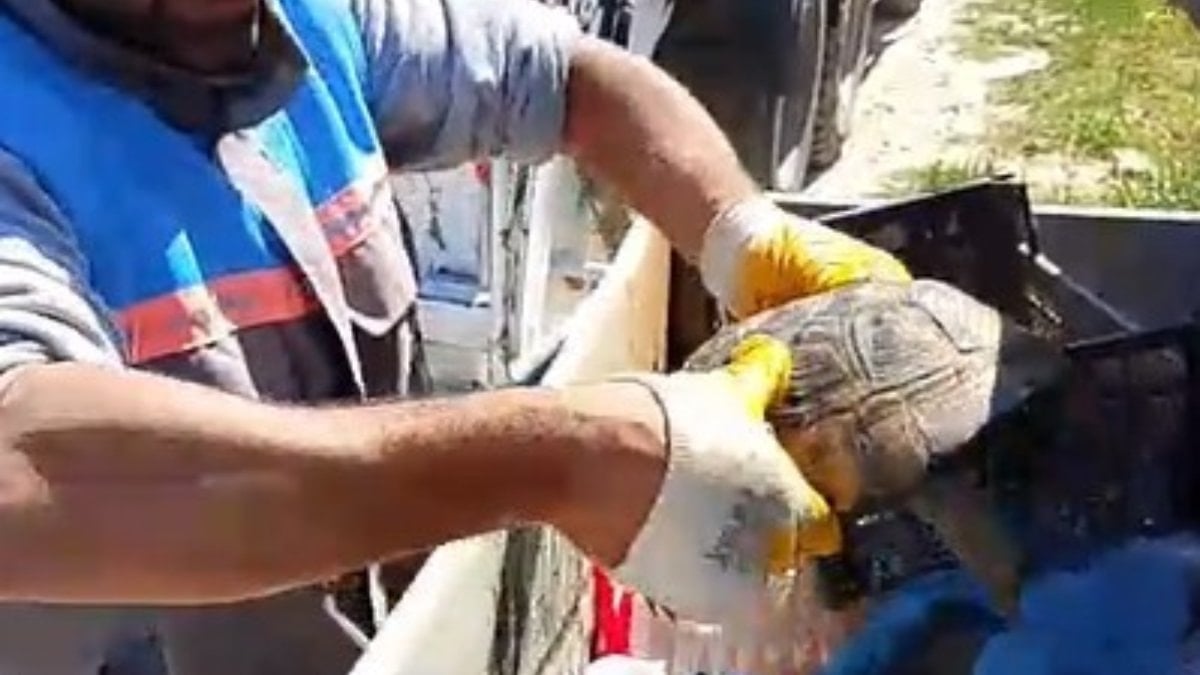 Antalya’da çöp konteynerideki kaplumbağaya belediye personeli hayat verdi
