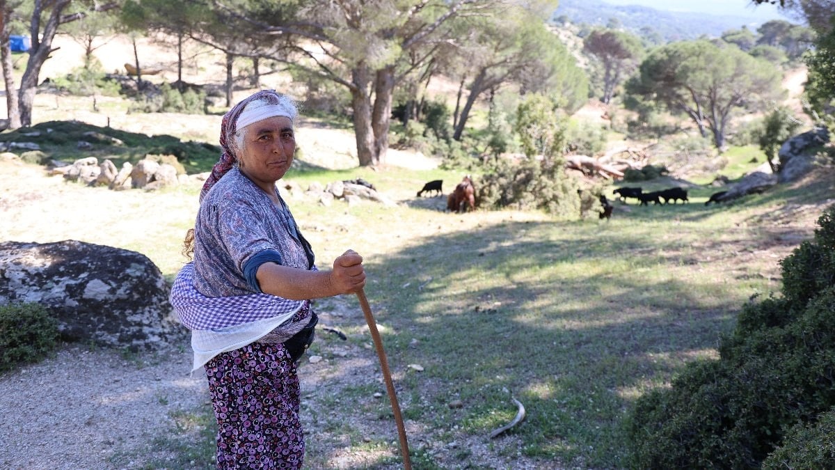 Beşparmak Dağları’nın son çobanı: 60’ına dayanan Rukiye bacı tek başına kaldı