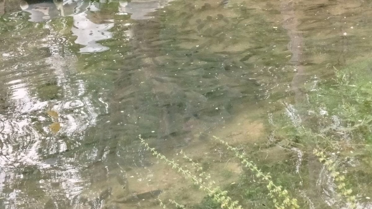 Fırat Nehri’nde artan akıntı binlerce balığı kıyıya yönlendirdi