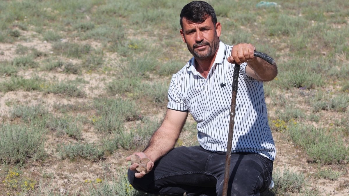 Konya’da mantar toplayarak günde 60 lira kazanıyor