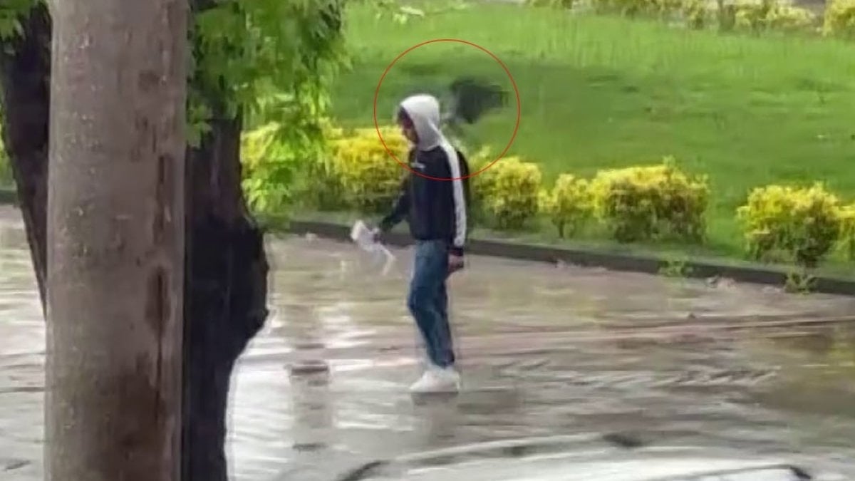 Ordu’da sahilde ‘nöbet tutan’ karga, yürüyüş yapanlara musallat oldu
