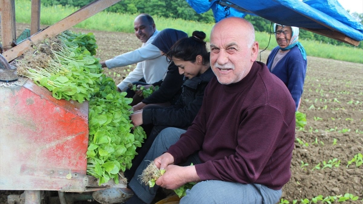 Samsun Bafra’da tütün hasadı için geri sayım başladı