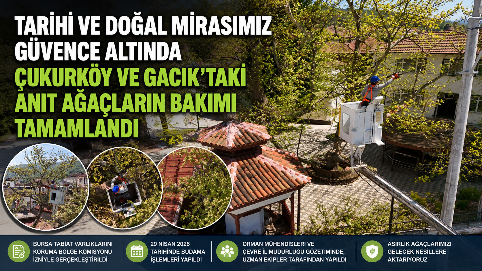 Çukurköy ve Gacık’taki Anıt Ağaçların Bakımı Tamamlandı