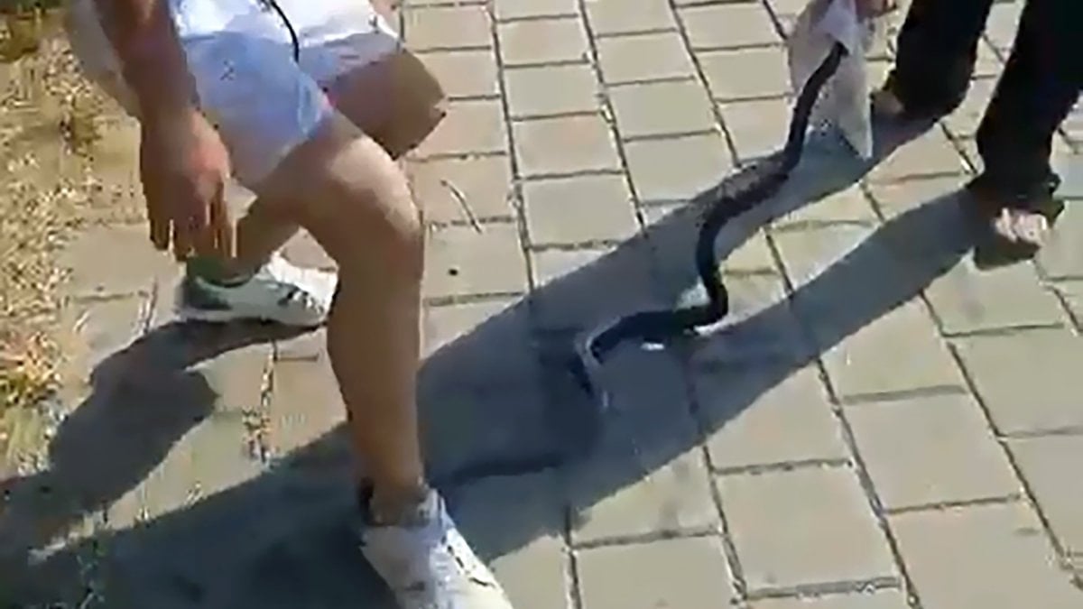 Adana’da nehirden çıkardıkları yılanın başını ezip çakıyla keserek öldürdüler