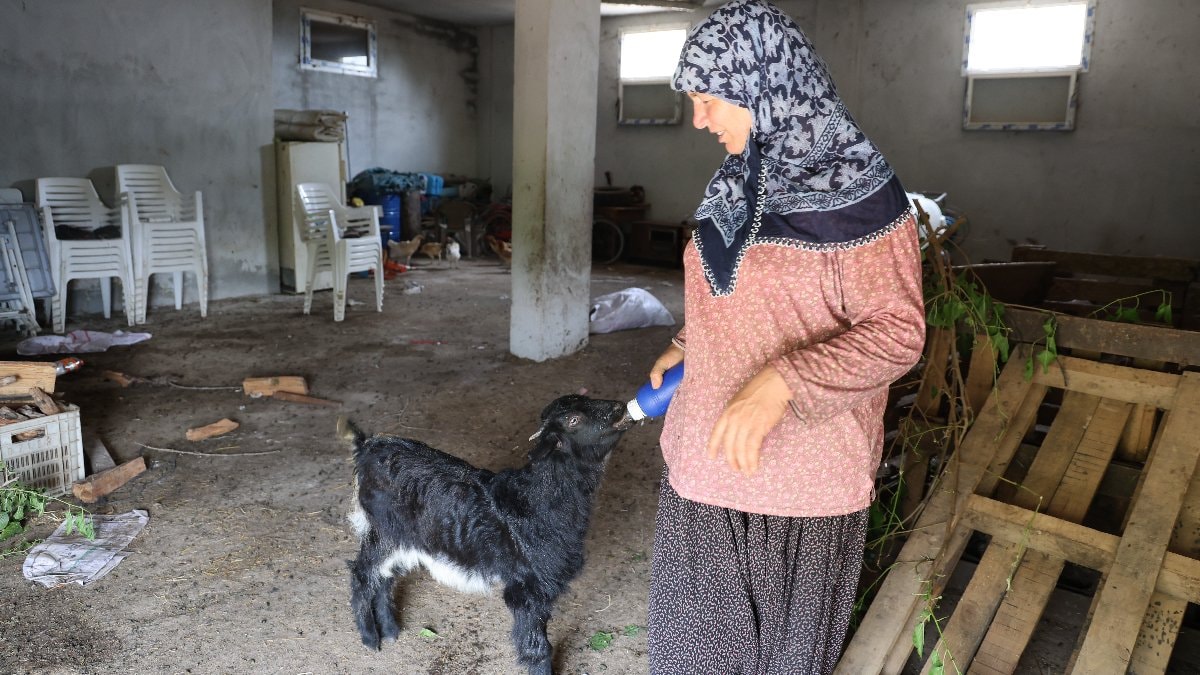 Adanalı Hayriye teyze, reddedilen oğlağı sahiplendi