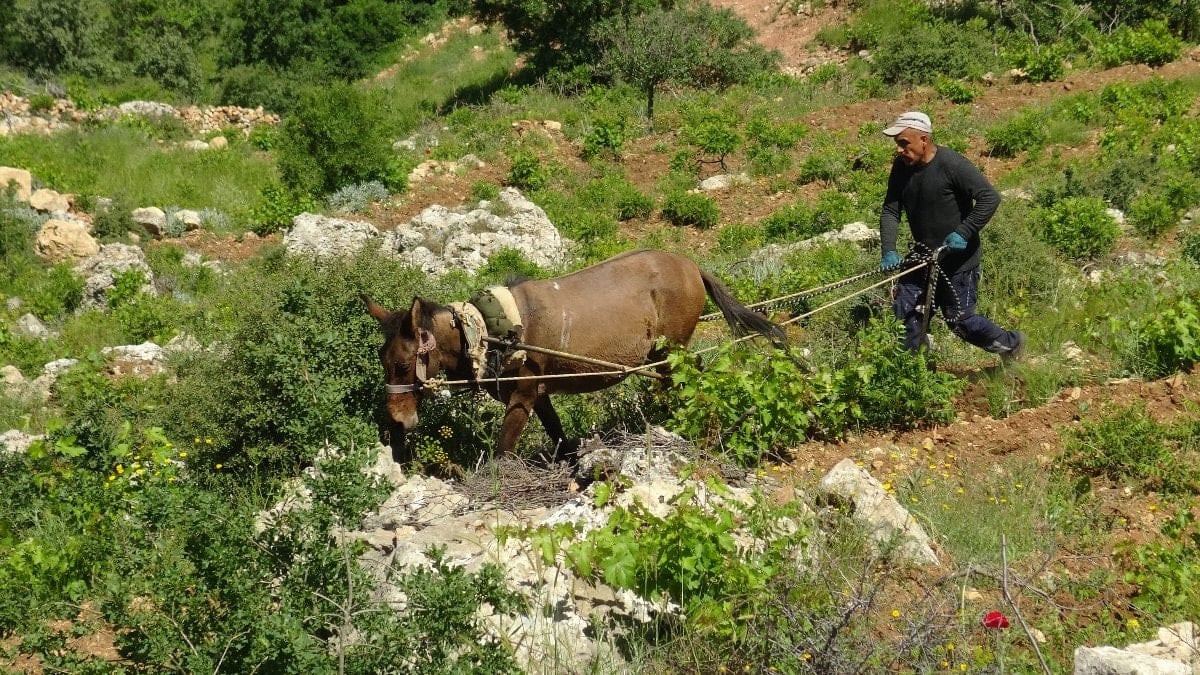 Batman’da asırlık gelenek yaşatılıyor: Dik yamaçlarda atla çift sürme mesaisi