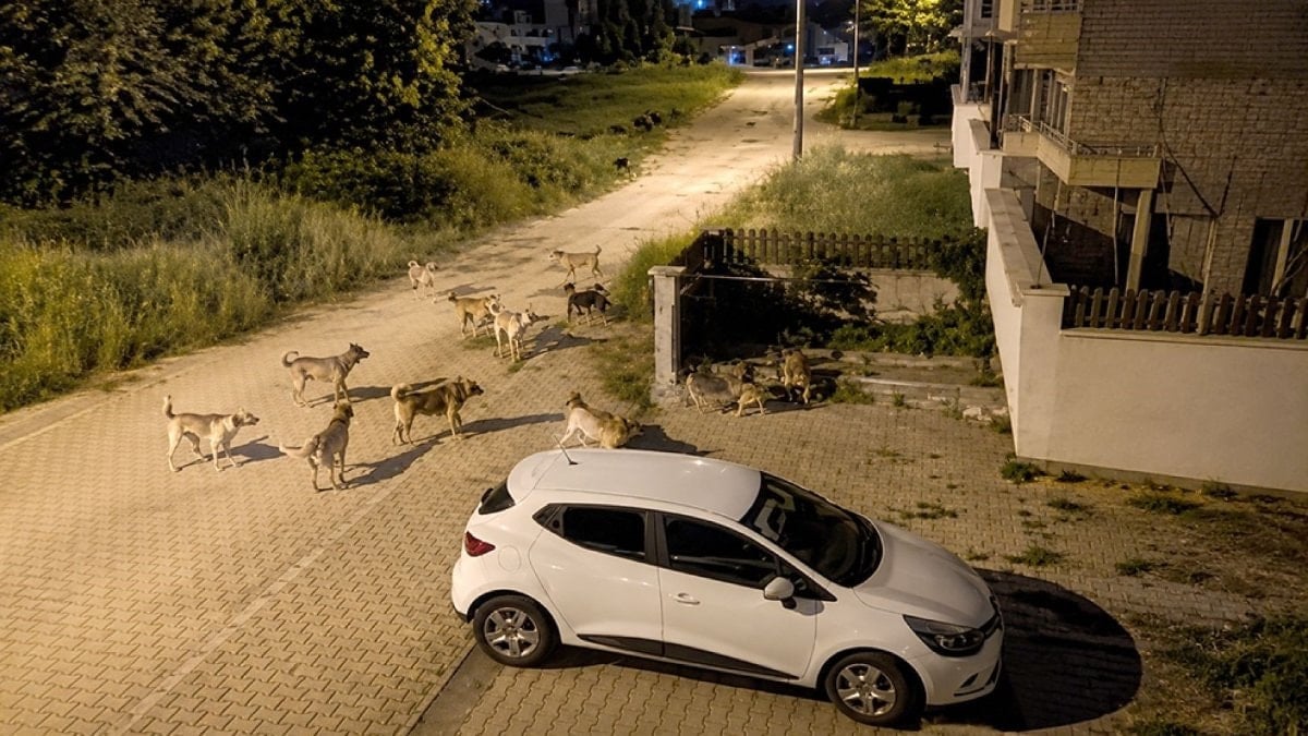 Bolu’da başıboş köpekler tedirginlik yarattı