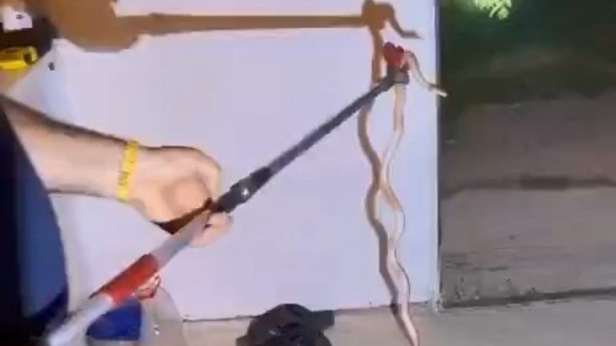 Elazığ’da buzdolabının içerisine yılan girdi