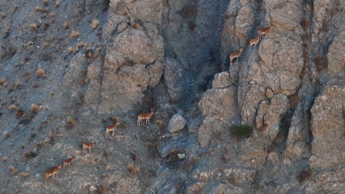 Erzincan Munzur Dağları’nda yaban keçileri görüntülendi