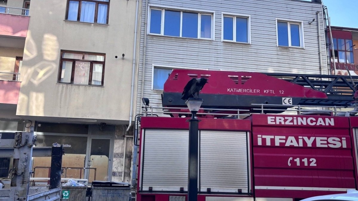 Erzincan’da yavrular için seferber oldular: Karga ailesi mahalleyi ayağa kaldırdı