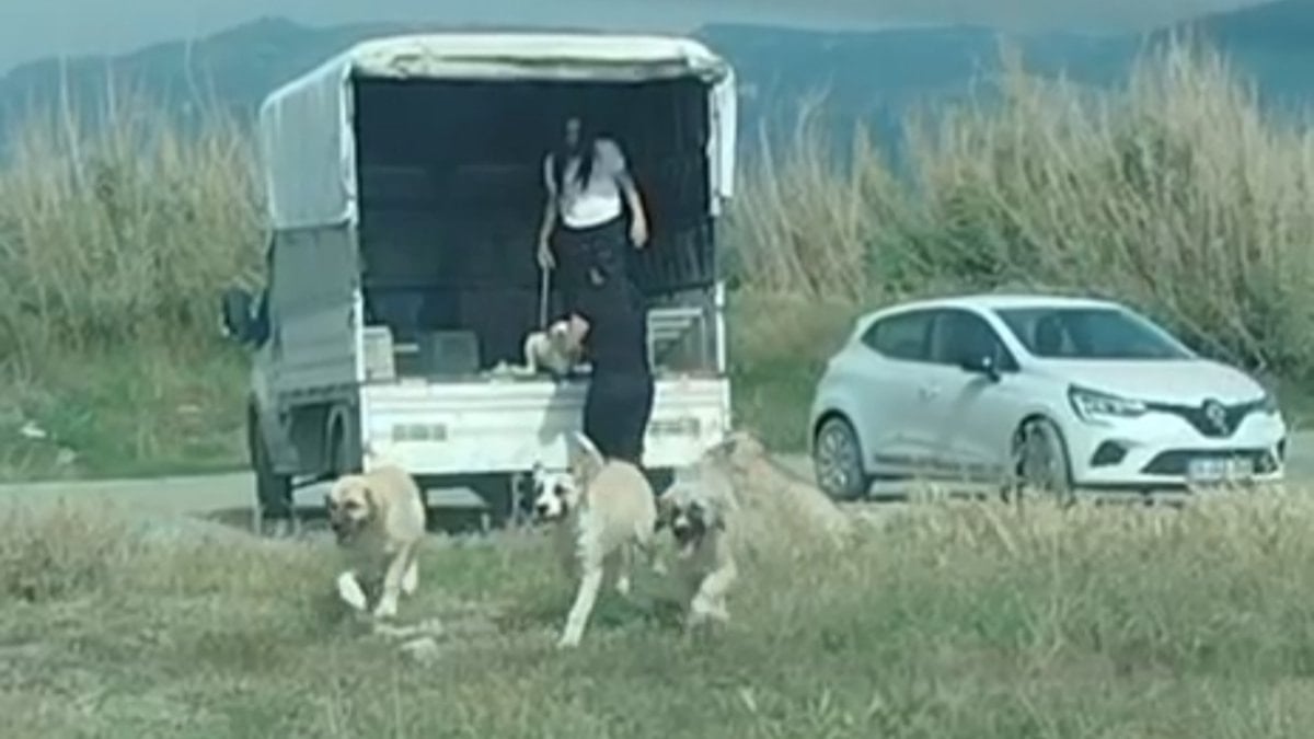 Hatay’da çok sayıda başıboş köpek sulak alana bırakıldı