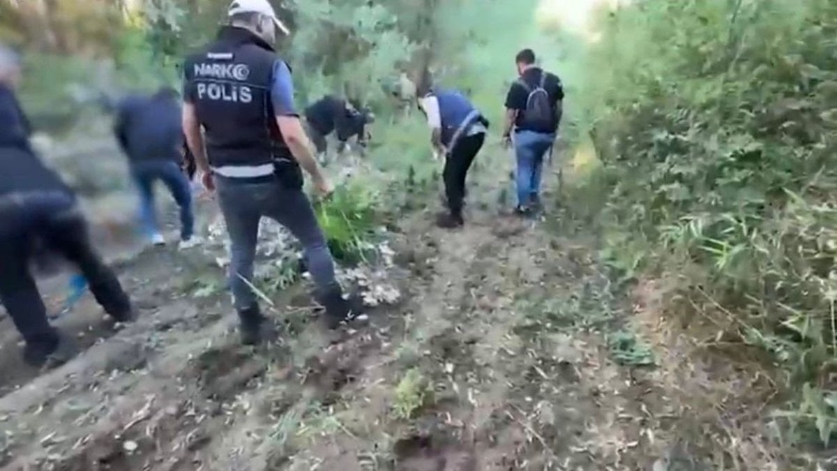 Hevsel bahçelerinde 12 bin kök kenevir bulundu