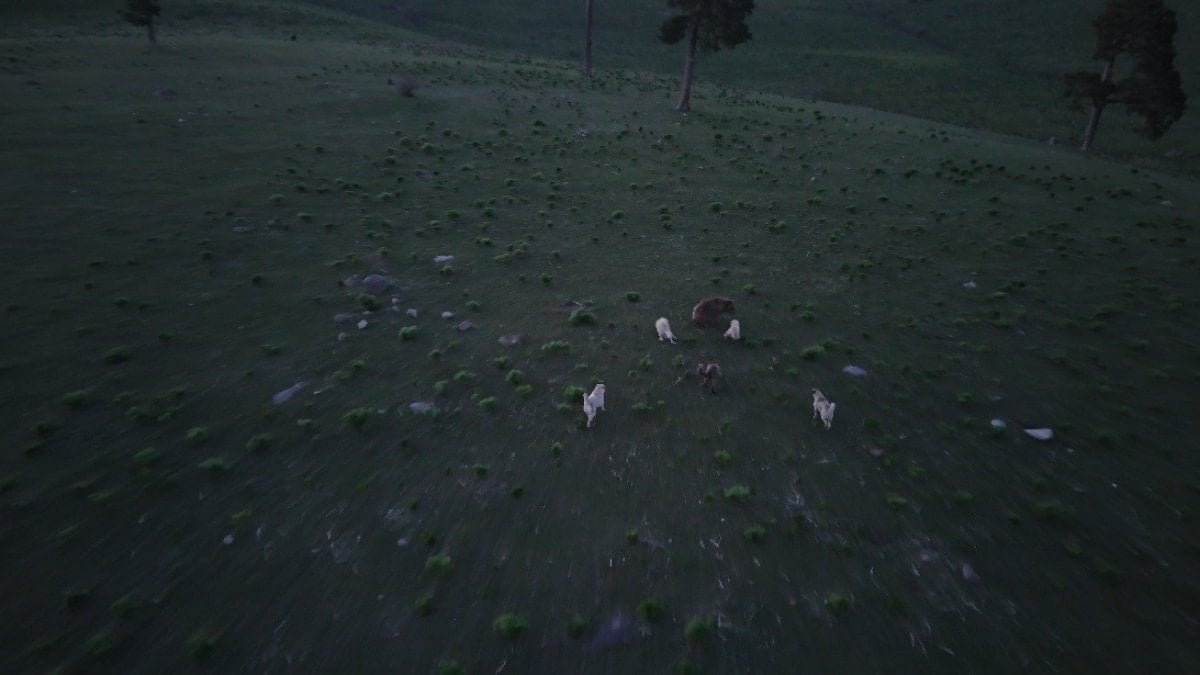 Kars’ta bozayı ile köpekler arasında nefes kesen kovalamaca