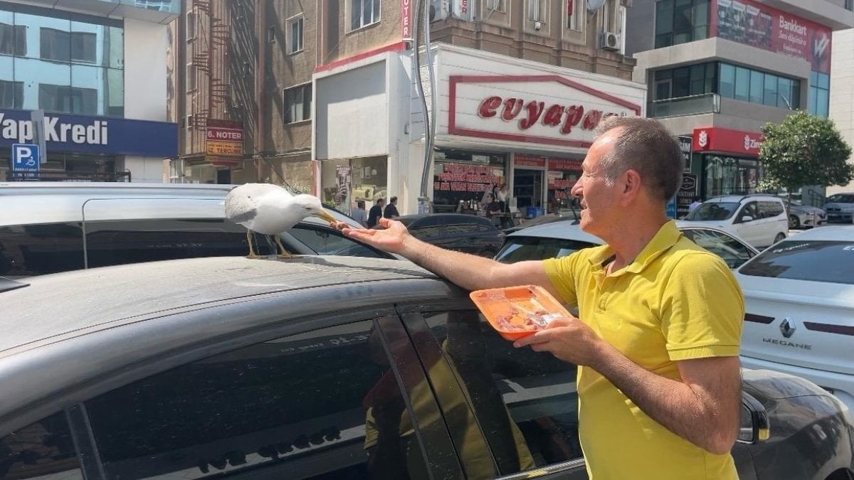 Kocaeli’de martı ‘Pamuk’ esnafın maskotu oldu