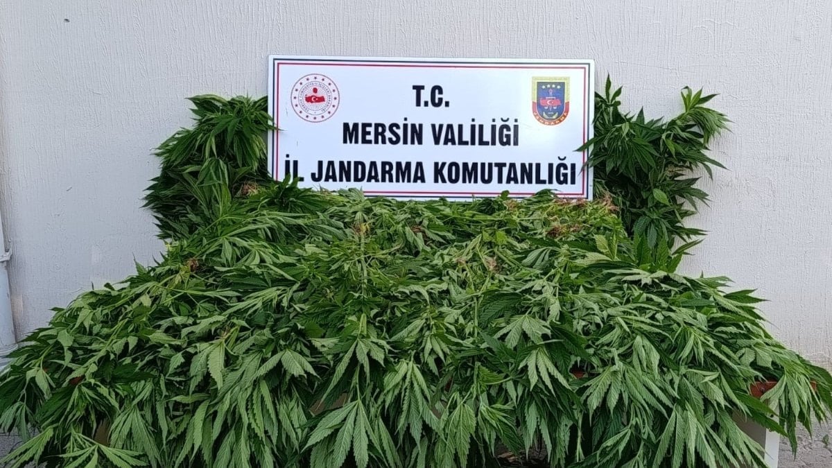 Mersin’de ormanlık alanda kenevir yetiştiren 2 kişi tutuklandı