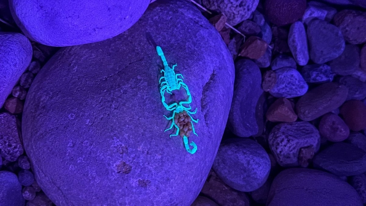 Mor ışıkta dans eden Arizona akrepleri: Görüntülerin sırrı çözüldü