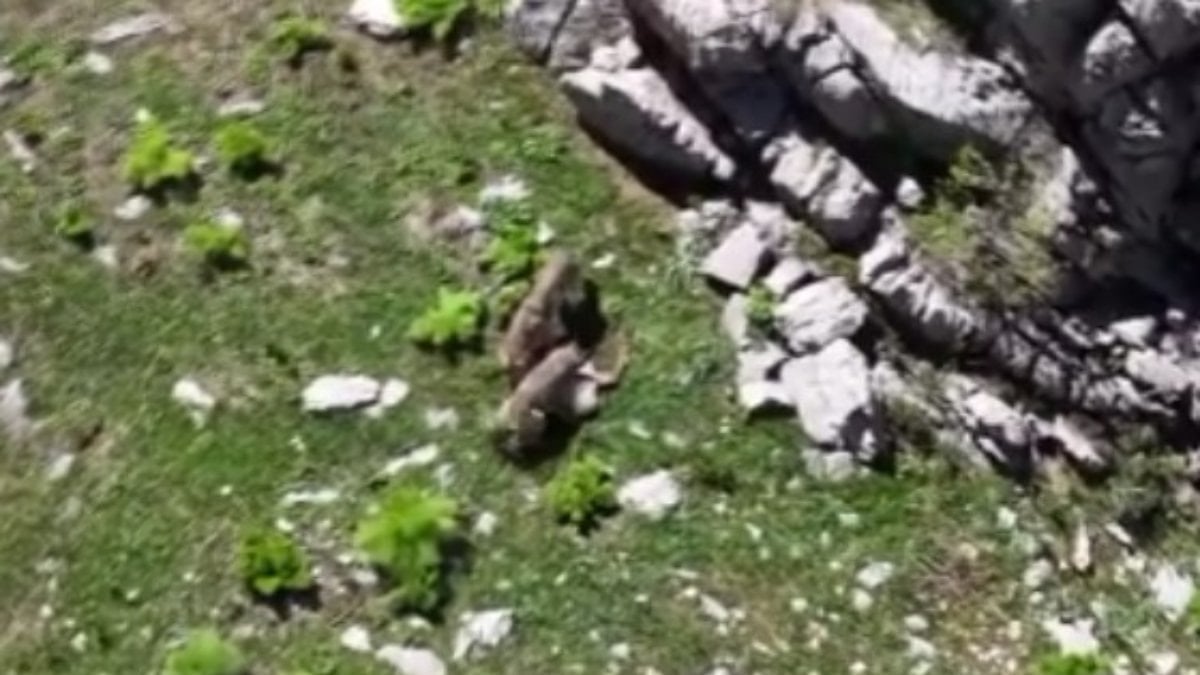 Tunceli’de kurtların dağ keçisine saldırısı görüntülendi
