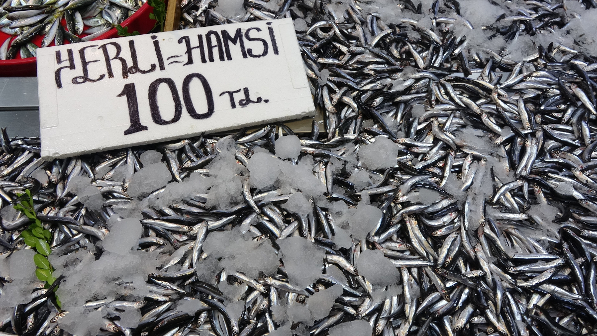 Karadeniz’de hamsi bereketi sürüyor