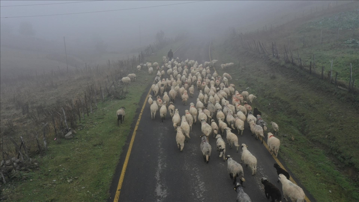 Karadeniz’de yaylalardan zorlu dönüş