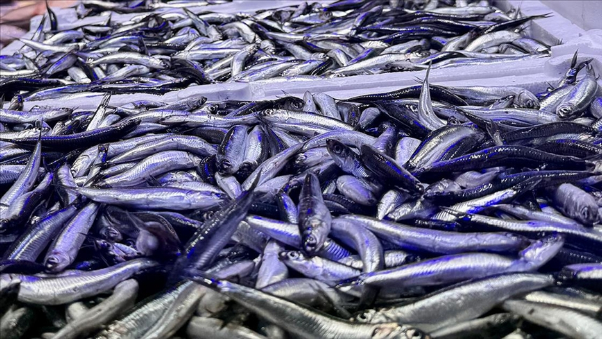 Trabzon’da hamsi bolluğu yaşanıyor