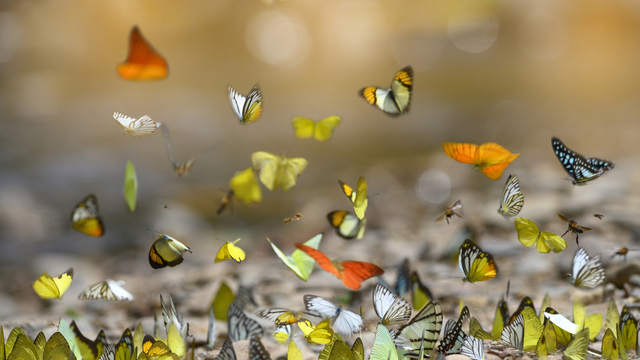 Kelebeklerin Ömrü 1 Gün Müdür?