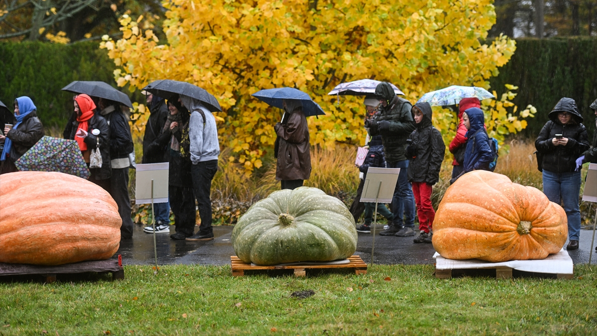Polonya’da dev bal kabağı yarışması