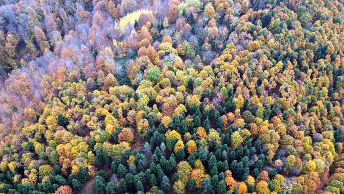 Sakarya’da sonbahar güzelliği
