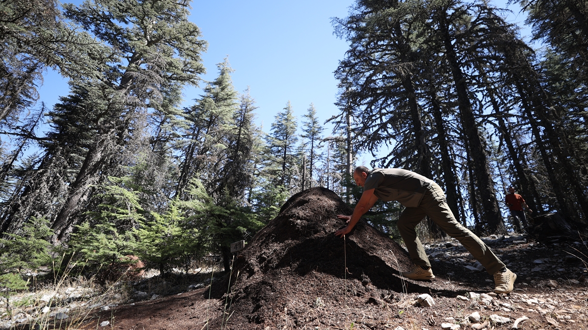 Antalya’da asırlık sedir ağaçları, kırmızı orman karıncalarına emanet