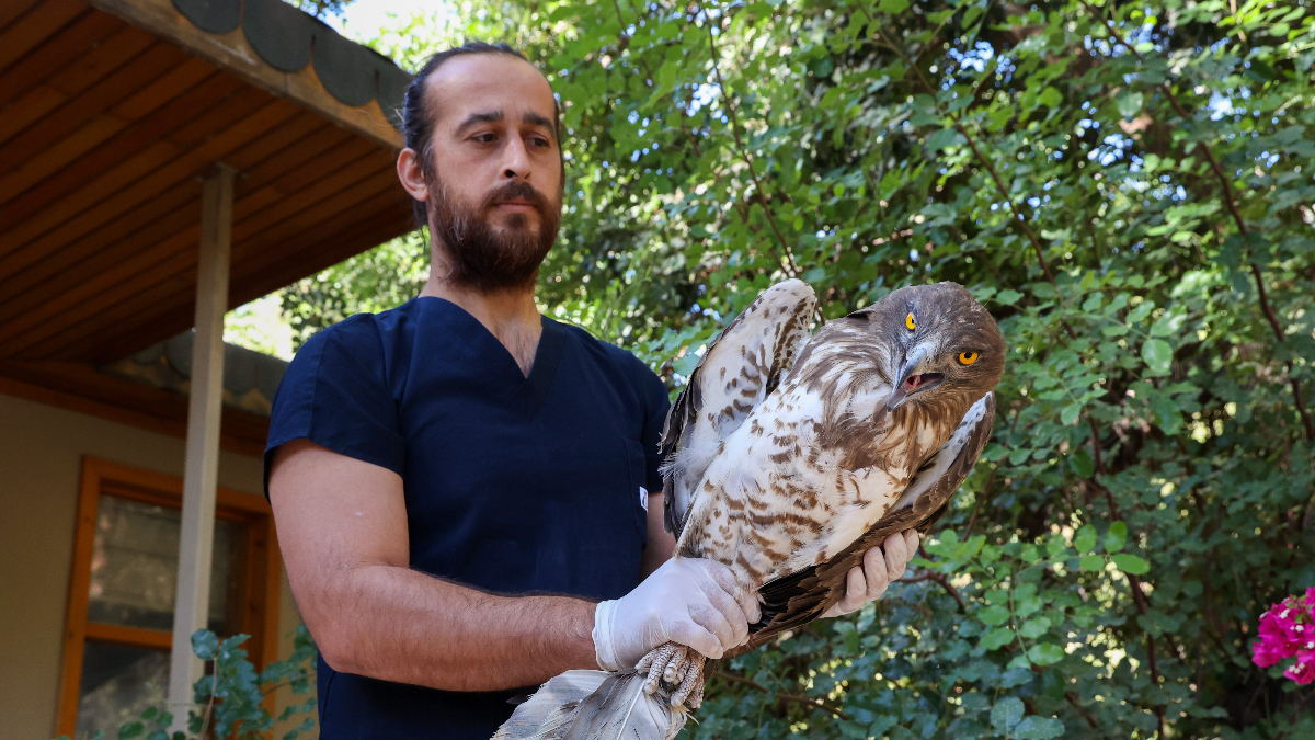 Antalya’da soyu tükenme tehlikesi altında olan yılan kartalı tedavi edilip doğaya salındı