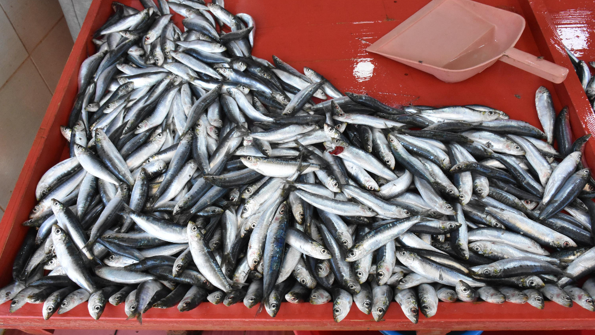 Balıkesir’de sardalya bolluğu fiyatlara yansıdı