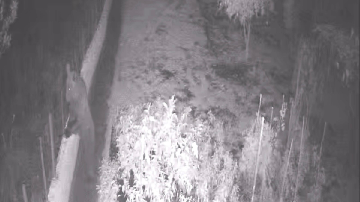 Bartın’da bahçeye giren bozayı, tellere zarar verdi