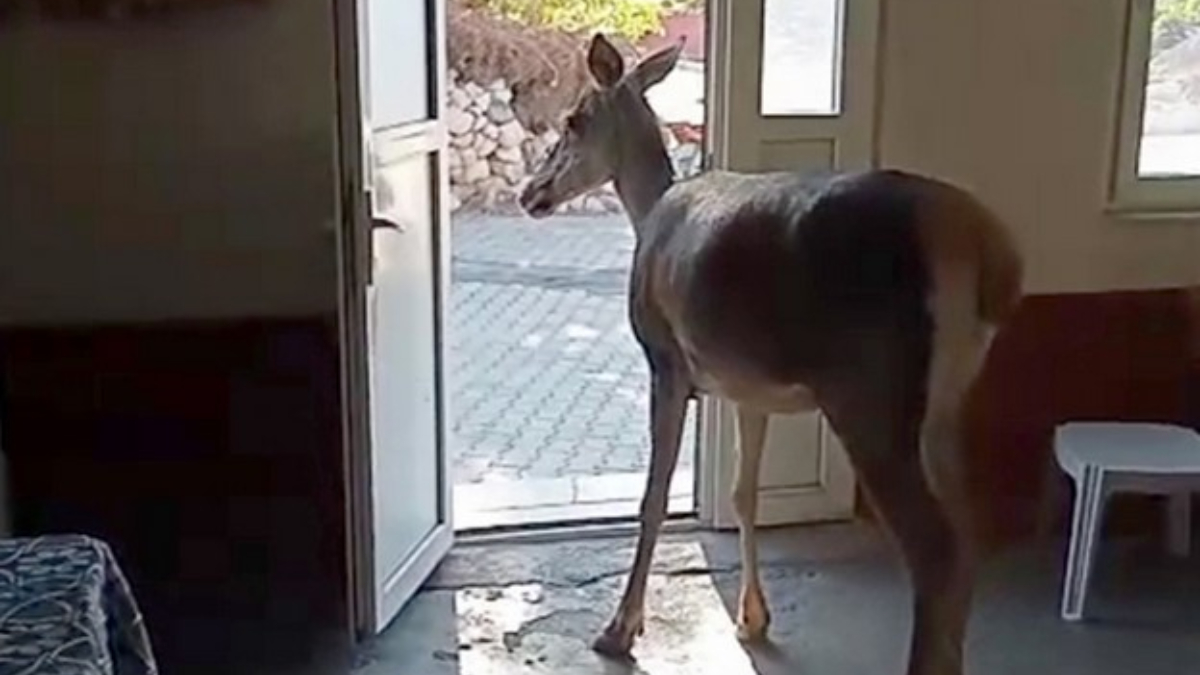 Burdur’da nesli tehlike altındaki kızılgeyik köye indi