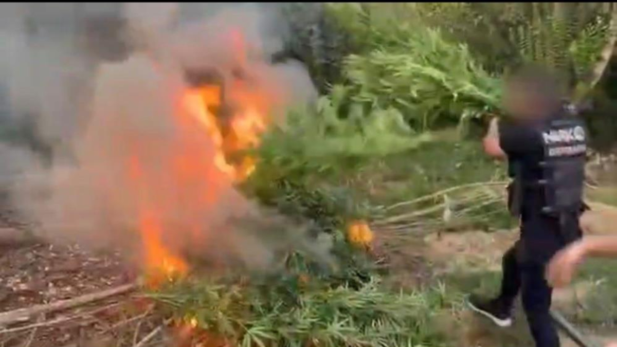 Diyarbakır’da uyuşturucu operasyonu: 1 milyar liralık kenevir ele geçirildi