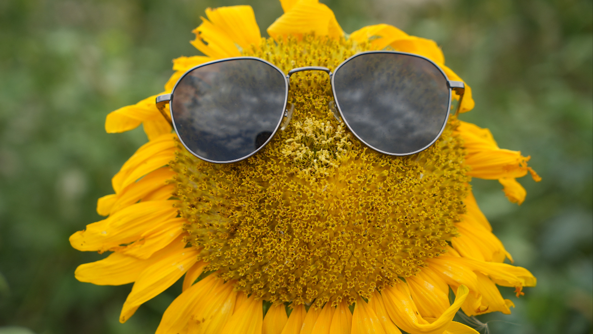 Erzincan’da ayçiçeği tarlaları göz kamaştırıyor