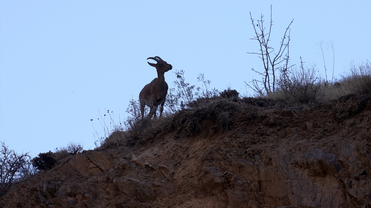 Hakkari’de yaban keçilerinin sayısı artıyor