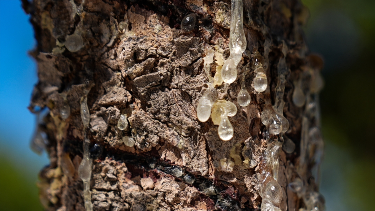 İzmir’de altın damlayan ağaç sayısı artıyor