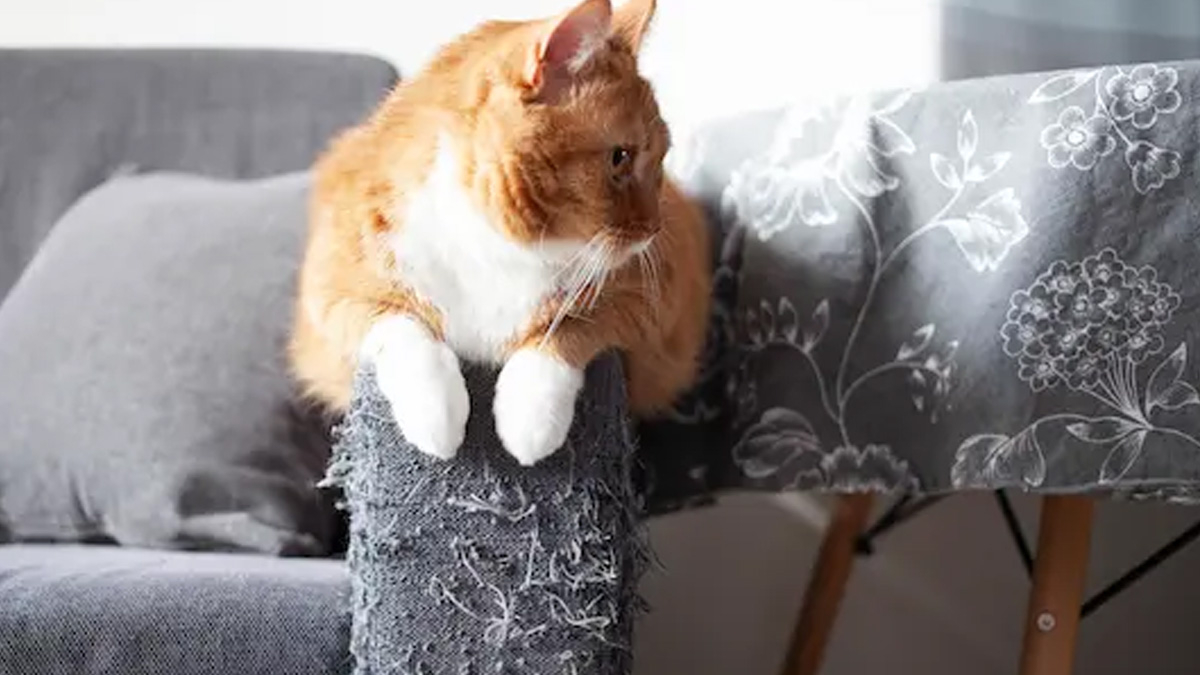 Kediniz artık koltuklarınızı tırmalamayacak! Bu spreyi sıkmak yetiyor