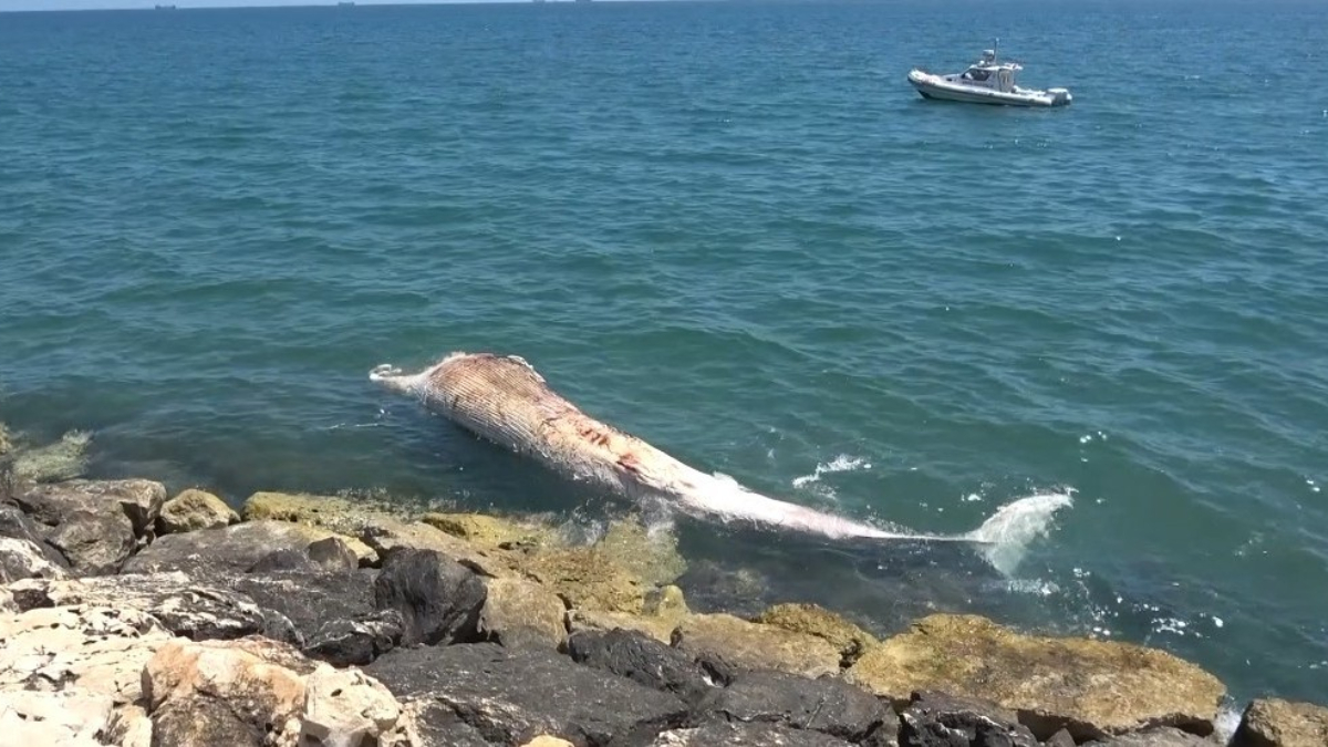 Mersin’de 16 metrelik Fin balinasının iskeleti bilime kazandırılıyor